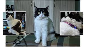 Black And White Persian Cat Short Hair Have You Seen Sufia A Missing Cat Lost At Teck Why Ave Cat Colors Cats Animals And Pets