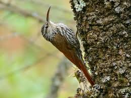 Image result for Streptocarpus leptopus