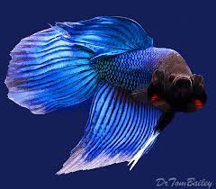 8,812 likes · 23 talking about this. Blue Betta Fish Fish At Aquariumfish Net Where Shopping Online Forbetta Fish Is Fun Betta Fish Betta Siamese Fighting Fish