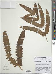 Image result for Blotiella currorii