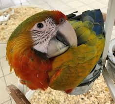 Colourful Macaw Pet Birds Australian Parrots Macaw Parrot