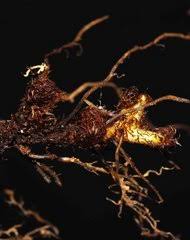 Image result for Christella gueinziana