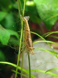 Anabantoid Neocaridina Shrimp Natural Pool Fish Tank Aquarium Snails
