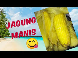 Cara rebus jagung supaya tidak kecut. Cara Merebus Jagung Agar Empuk