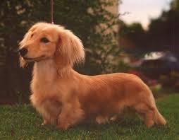 Most will have long hair on their ears, legs, skirts, and tails. Long Haired Dachshund Long Haired Dachshund Miniature Dachshunds Long Haired Miniature Dachshund