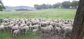 Merinos Koyunu Ciftligi Gebze Kocaeli 05326146353 Yilmaz Atilla Ciftlikler Koylar