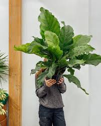 Image result for Araceae