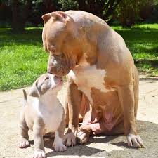We did not find results for: Syndra Chiot Puppy Puppies American Bully Giant Xl Xxl Bully Pitbull A Vendre For Sale Fra Pitbull Puppies Pitbull Puppies For Sale Pictures Of Pitbull Puppies