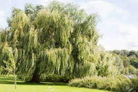 Beautiful world beautiful gardens beautiful places beautiful scenery weeping willow willow tree monet garden giverny giverny france landscape photography. Schoner Weidebaum An Der Seite Eines Flusses Lizenzfreie Fotos Bilder Und Stock Fotografie Image 85106929