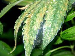 You can do this in a number of. Spider Mites Cannabis How To Identify Get Rid Of Them Quickly