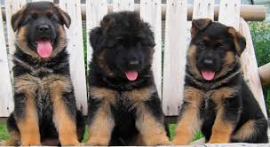 Unfortunately due to health reasons i need to rehome pure beloved gsd male. Paris Red And Black German Shepherd Puppies For Sale