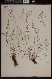 Image result for Asplenium gemmiferum