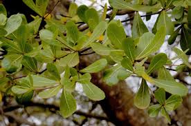 Image result for Terminalia sambesiaca
