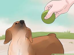 To teach a puppy not to bite, act like another dog. How To Stop Your Dog From Biting Other People 12 Steps