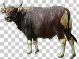 3000+ gambar hewan qurban sapi terbaru. Sapi Png Images Sapi Clipart Free Download