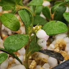 Maybe you would like to learn more about one of these? Bearberry Arctostaphylos Uva Ursi Alcla Native Plants Facebook