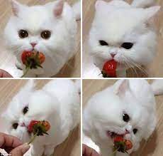 That S Berry Scary Terrifying Photos Of Pets Eating Berries Cute Animals Kittens Cutest Cats And Kittens