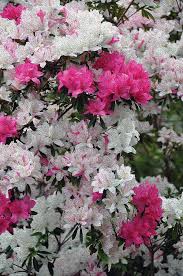 It's spring at overdevest nurseries! Pink And White Azalea Digital Art By My Soul Passion Images