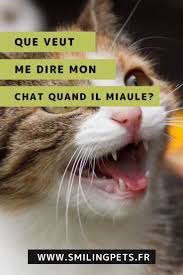 Que Veut Me Dire Mon Chat Quand Il Miaule En 2020 Chat Emotions Protection Des Animaux