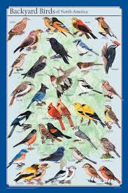 Birds Of North America Poster Amazon Frey Scientific Backyard Birds Of North America Poster 36 Length X 24 Width Science Prints Amazon Com Industrial Scientific Birds Backyard Birds Chickens Backyard Bird House Kits