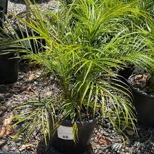 Image result for Phoenix roebelenii