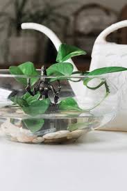 How to make an indoor water garden page: How To Make An Indoor Water Garden The Wicker House
