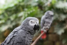 They are complex parrots, highly sensitive, and more than a little demanding. African Grey Parrots Surprise Researchers With Their Altruism