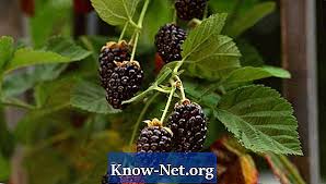 Tetapi satu seberat 300 pound? Bagaimana Untuk Memangkas Pokok Mulberry Artikel 2021