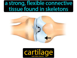 Cartilage In 2020 Science Flashcards Science Facts Science Student