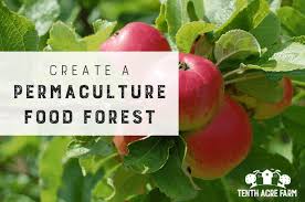 Assists newly planted trees to get established. Create A Permaculture Food Forest Tenth Acre Farm