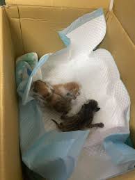 引擎傳來微弱「喵～」開蓋見「三色驚喜」 網鬆口氣：差點燙死| ETtoday寵物雲| ETtoday新聞雲