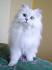 Meet the White Cat Breeds | Petfinder