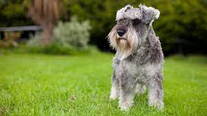 In front of white background. 5 Things You Didn T Know About Miniature Schnauzers Pet Health Insurance Tips
