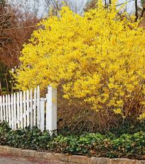 Maybe you would like to learn more about one of these? Forsythia Better Homes Gardens