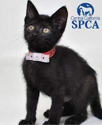 Maow is a 2 month old, female, black and white, Domestic Shorthair –  Central California SPCA, Fresno, CA