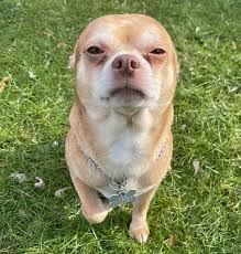 We did not find results for: Adoption Post Honestly Lists Everything That S Wrong With This Demonic Chihuahua And It Goes Viral Bored Panda