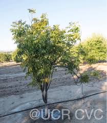 Image result for Clausena