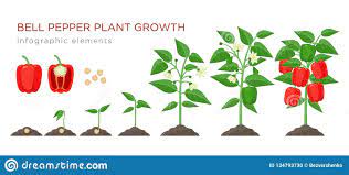 Sweet Pepper Plant Growth Stages Infographic Elements In Flat Design Planting Process Of Bell Pepper From Seed Stuffed Bell Peppers Pepper Plants Plant Growth