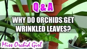 Youtube Orchids Orchid Care Growing Orchids