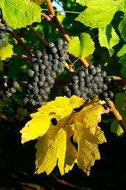 Lumen sierra madre vineyard santa maria pinot noir 2013 rated 94pr. Flowers Sonoma Coast Pinot Noir 2018 Wine Com