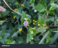 Image result for Persicaria nepalensis