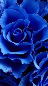 Aesthetic blue dark blue theme image 5183532 by. Turquoise Flower Wallpaper