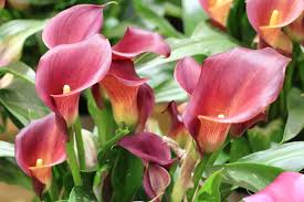 Wurmer In Blumenerde Meiner Zimmerpflanzen Was Tun Lilienpflanze Calla Pflanze Blumenerde