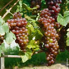 La vigne est une liane qui s'accroche à l'aide de vrilles sur un chez les anciens, la vigne était le symbole de la sagesse, de la joie et de la civilisation. Vigne De Table Conseils De Plantation Taille Et Entretien