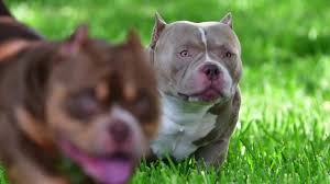 Sunday S At The Park Pocket American Bully Father Son Venom King V Youtube In 2020 American Bully Pocket Bully Father And Son The behavior is often repeated and habitual. pocket american bully father son