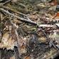 Homeschool Day: Camouflage