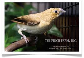 The Finch Farm Birds For Sale Bird Supplies Pet Finches For Sale Birds For Sale Bird Supplies Pets