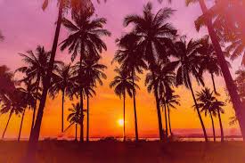 Maybe you would like to learn more about one of these? Silhouette Coconut Palm Trees Beach Sunset Vintage Photo Backdrop Vinyl Cloth High Quality Computer Print Wall Background Background Aliexpress
