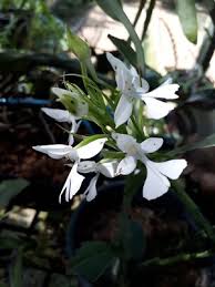Image result for Habenaria cirrhata