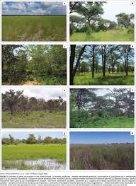 Image result for Syncolostemon bracteosus